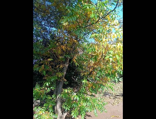 FARM FOR SALE IN ROOSSENEKAL AH